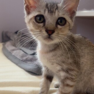 人馴れ抜群！ おっとり甘えっ子　静ちゃん