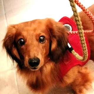 超！甘えん坊のダックスさんです♡