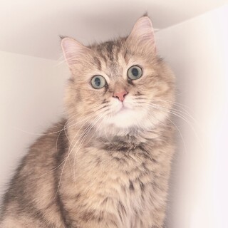 見学者様が決まりましたので、一度募集を止めます。