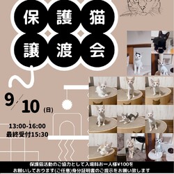 子猫だらけの里親会