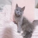 元気いっぱい！懐っこい！（無料譲渡との理由あり）