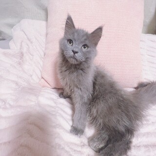 元気いっぱい！懐っこい！（無料譲渡との理由あり）