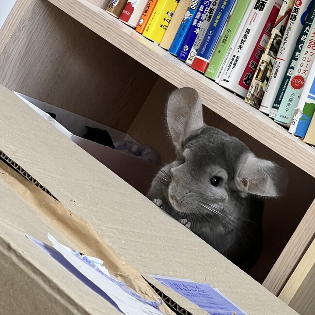 めまっこりのカバー写真
