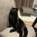 ペットショップで出逢った完全家猫　垂れ耳スコちゃん