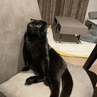 ペットショップで出逢った完全家猫　垂れ耳スコちゃん