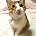 大怪我からの復活！キジ白ドンくん