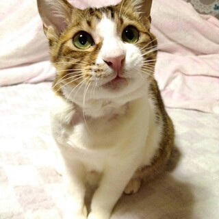 大怪我からの復活！キジ白ドンくん
