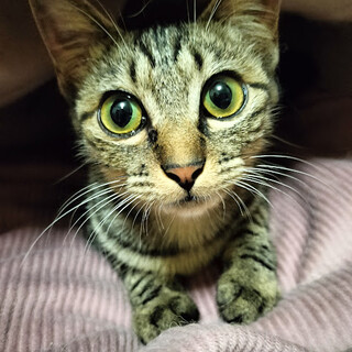 甘えんぼ炸裂★天真爛漫で美人のウルちゃん