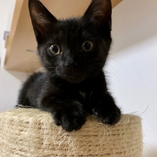 小熊のような子猫さん！