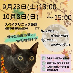 保護猫の譲渡会