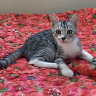 キレイなサバ白、ナナちゃん