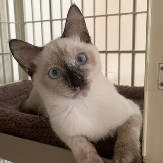 青い瞳のお転婆ナギちゃん（2匹で）トライアル中