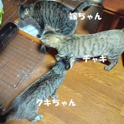 「元気なのは良いのだけど…」サムネイル2