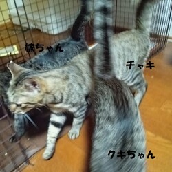 「元気なのは良いのだけど…」サムネイル3