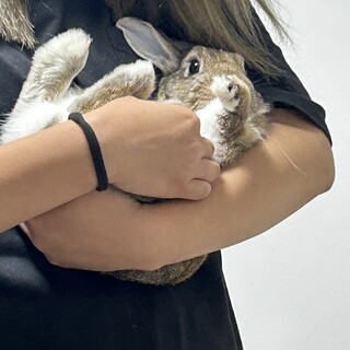 うさぎ　男の子1歳