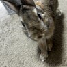 うさぎ　男の子1歳 サムネイル2