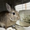 うさぎ　男の子1歳 サムネイル3