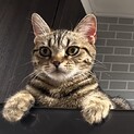 甘え全開！立ち耳美形スコちゃん　子猫