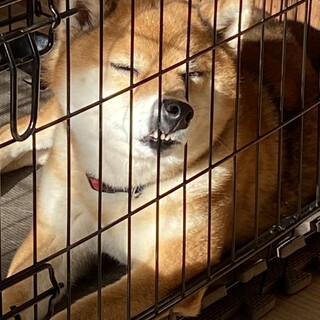ザ！柴！！のすず