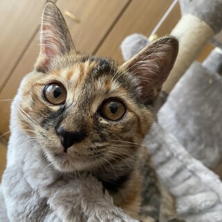 里親募集。生後7ヶ月の子猫/茶サビの雑種