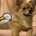 チワワ(オス)6ヶ月