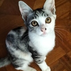 「8/27譲渡会【ジョイフル本田】瑞穂店に参加」サムネイル2