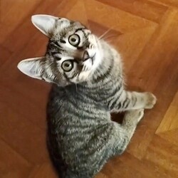 「8/27譲渡会【ジョイフル本田】瑞穂店に参加」サムネイル3