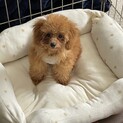 可愛い仔犬です