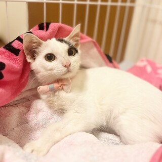 パンを食べて生き抜いた子猫さん生後３ヶ月【京都市】