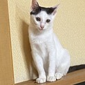 雑種2ヶ月程の女の子