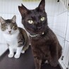 超甘えん坊な3歳の男の子☆たろうくん サムネイル4