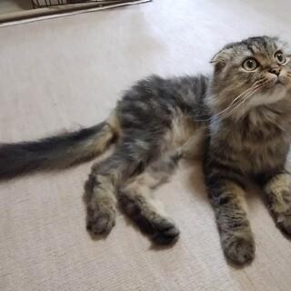 飼い主急逝で残されたスコティッシュくん