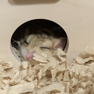 里親確定しました　マカロニマウス　女の子