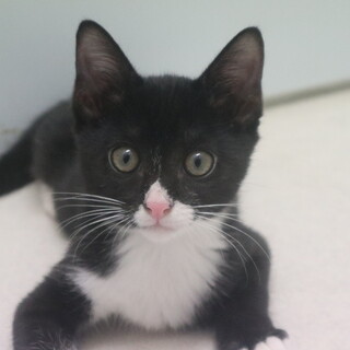 ろうちゃん　推定4か月