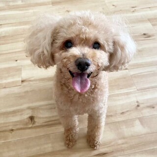 ボクは愛されたいんだ！【ロンくん】