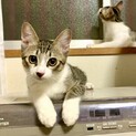 テンちゃん