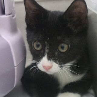 れきちゃん　推定4か月