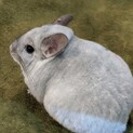チンチラ 推定５歳 オス