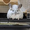 チンチラ 推定５歳 オス サムネイル3