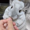 チンチラ 推定５歳 オス サムネイル4