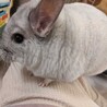 チンチラ 推定５歳 オス サムネイル5