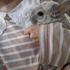 チンチラ 推定５歳 オス サムネイル6