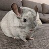 チンチラ 推定５歳 オス サムネイル7