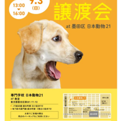 保護いぬ譲渡会