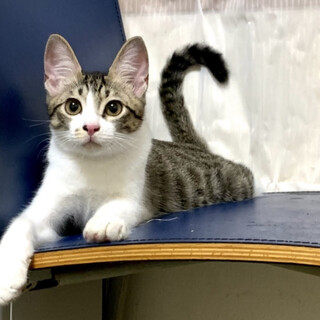 お手て真っ白なキジ白くん