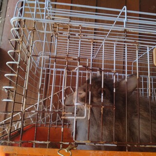 ライオンドワーフの里親募集！