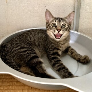 キュートなキジトラくん