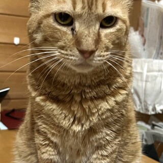 甘えん坊のスリゴロ　茶トラ男子