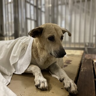 殺処分対象です、29日火曜日まで！