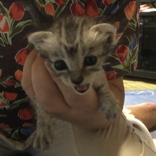 終生飼える方求む